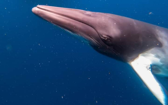 Argo Expeditions-凯恩斯必去景点