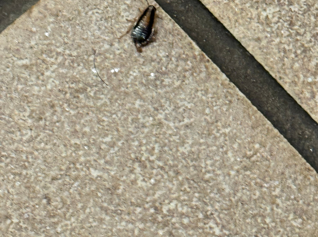 Candlewood Suites Avondale-New Orleans by IHG主图