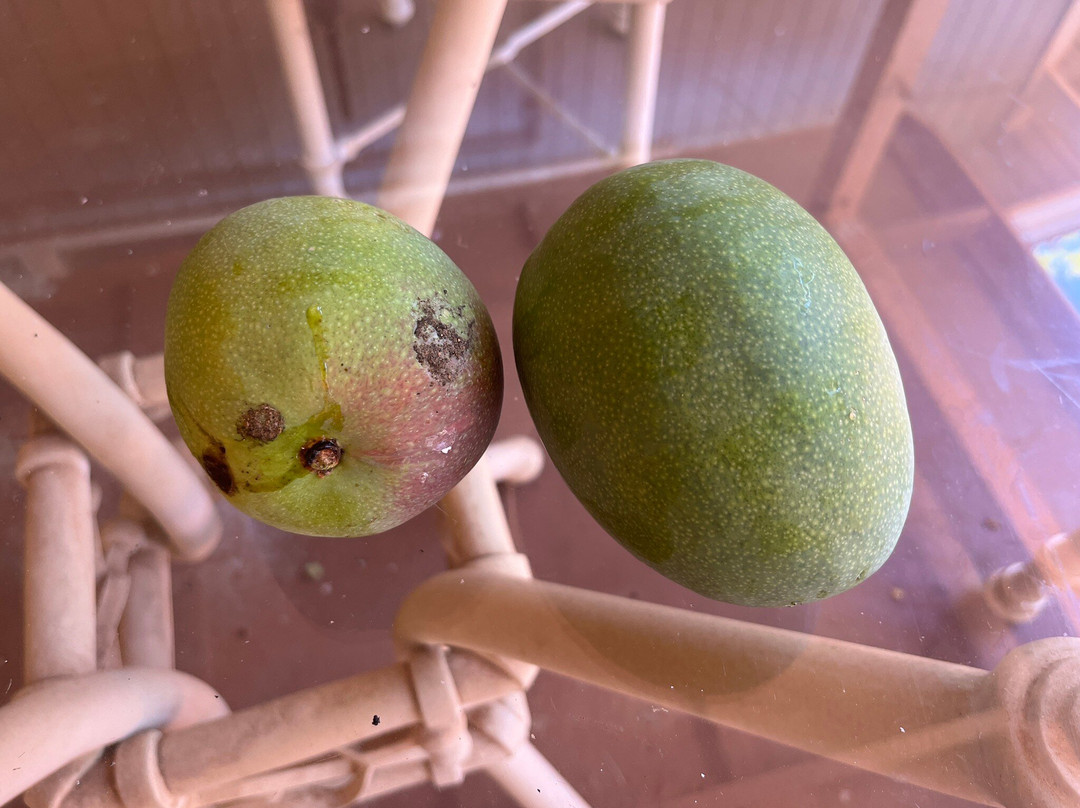 Sprecks Plantation House主图