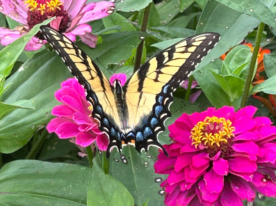 Red Oak Lavender Farm-达洛尼加必去景点
