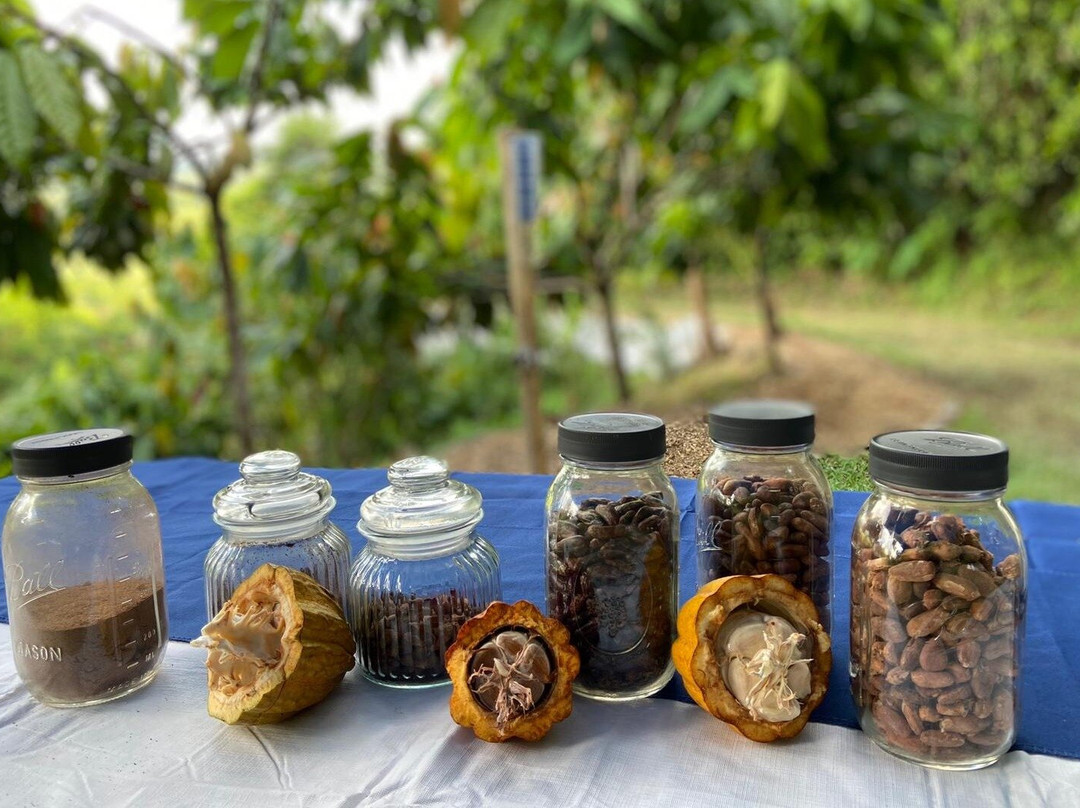 Cacao Farm Finca La Providencia景点图片