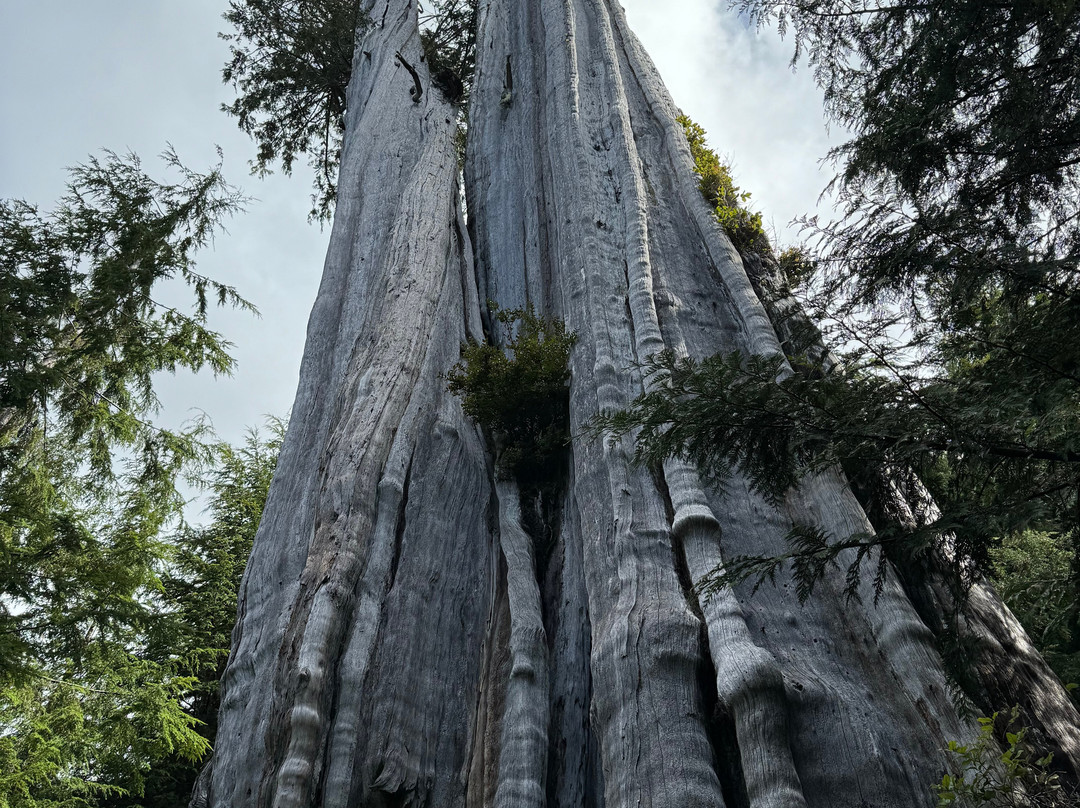 The Duncan Cedar-奥林匹克国家公园必去景点
