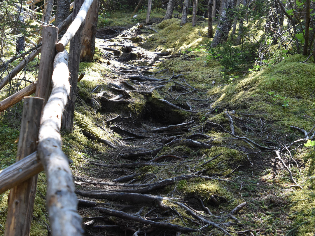 Top of Twillingate Trail景点图片