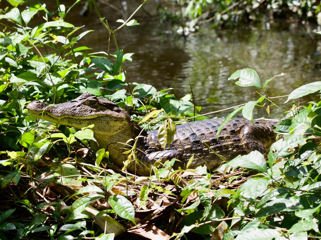Tortuguero's Brandon experience-托图杰多必去景点