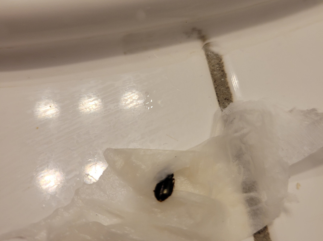 Cougar Land Motel主图