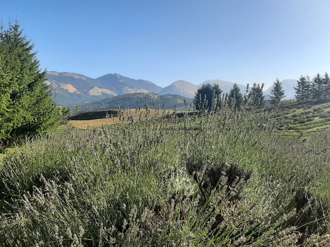 Parco Della Lavanda景点图片