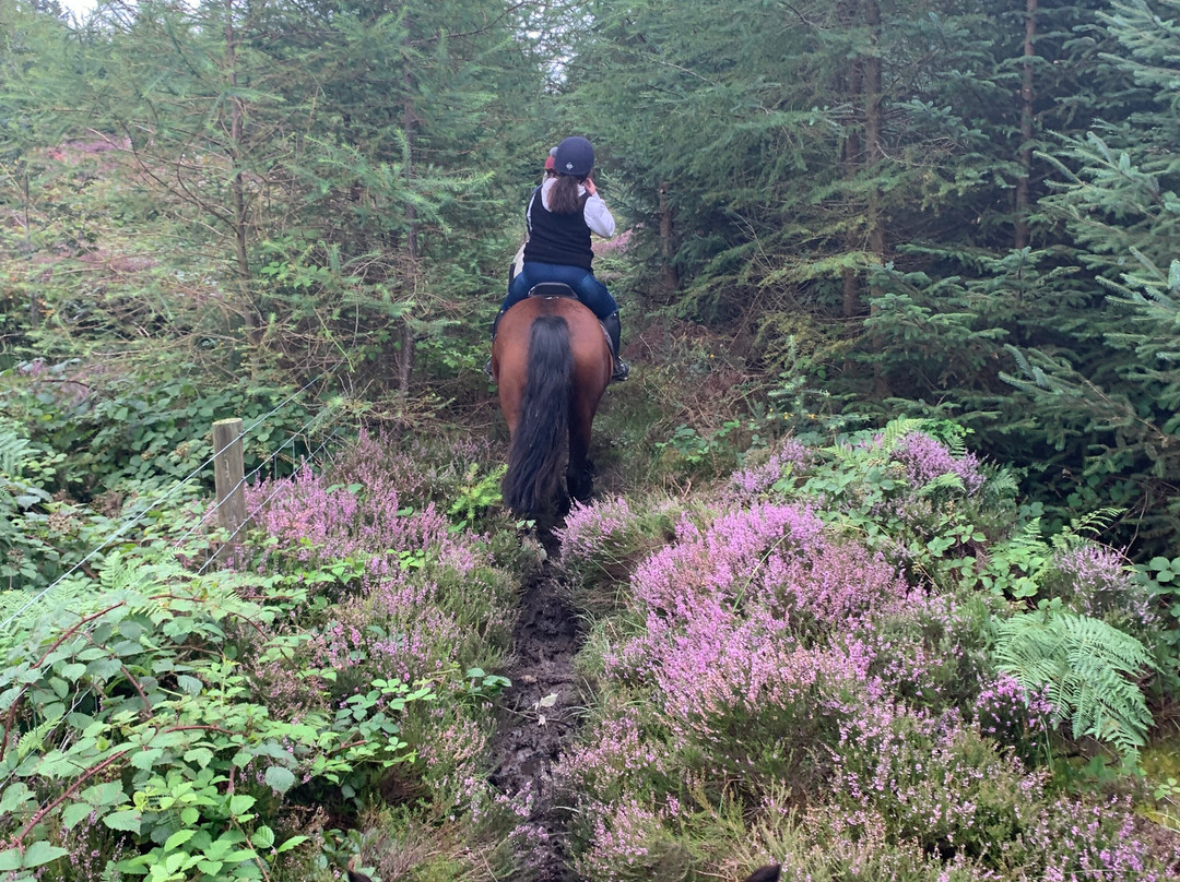 Springhill Farm Riding Stables景点图片