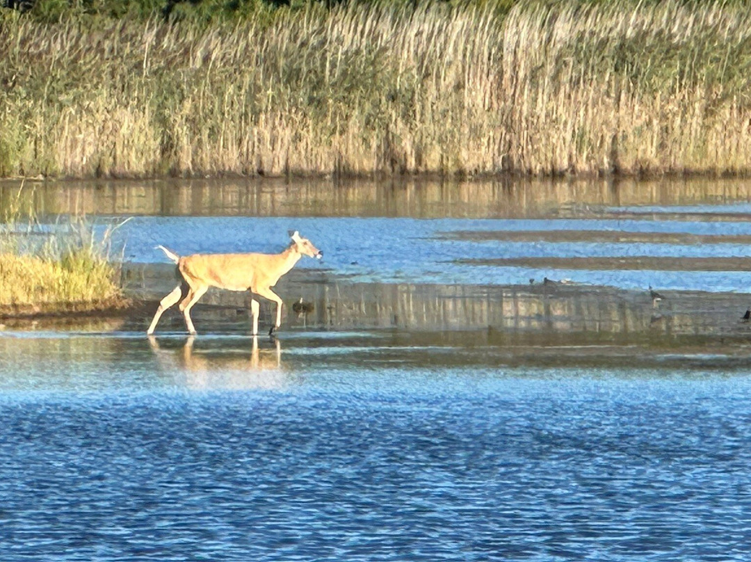 Gordons Pond-里霍博斯比奇必去景点