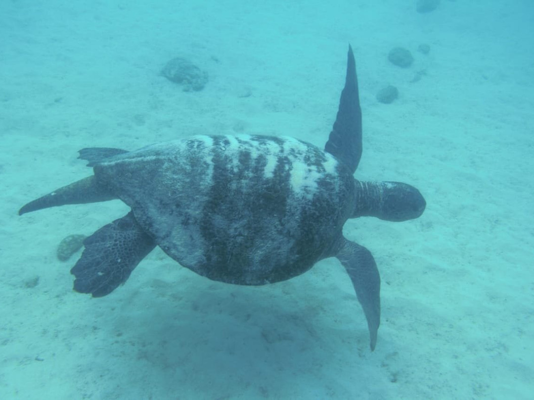 The Last Paradise-Pinzon必去景点