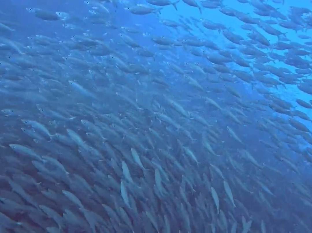 Red Snapper Diving-Dorp Sint Michiel必去景点