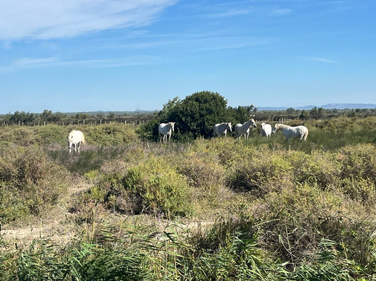马斯德派城堡连锁酒店主图