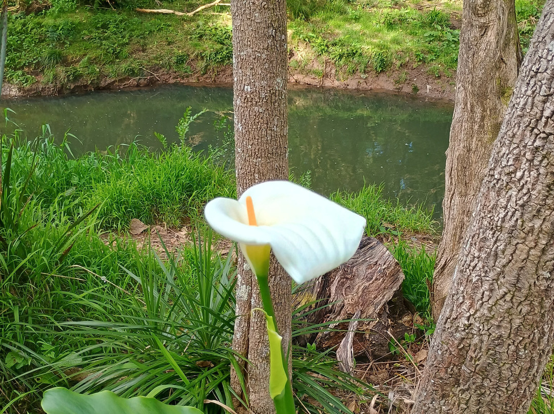 Oakley Creek Walkway-奥克兰中心地区必去景点