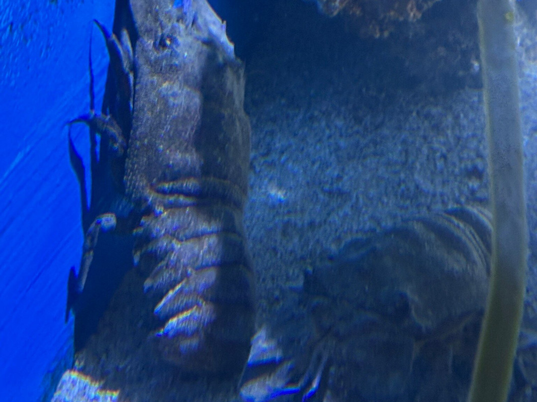 Aquarium Pula景点图片