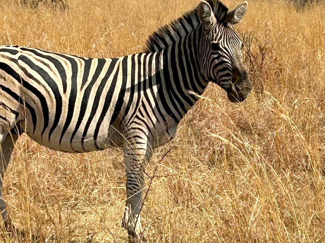 Ingrid's Safaris - Day Tour-约翰内斯堡必去景点