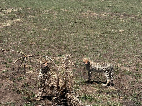 Soke Safari-阿鲁沙必去景点