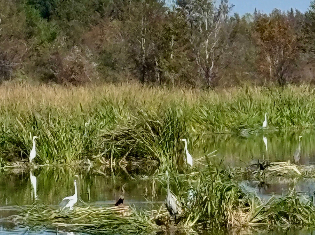 Phinizy Swamp Nature Park-奥古斯塔必去景点