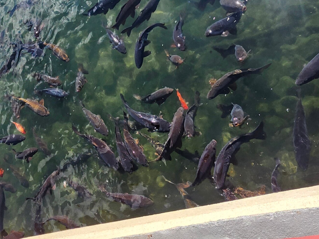 Big Spring Park-亨茨维尔必去景点