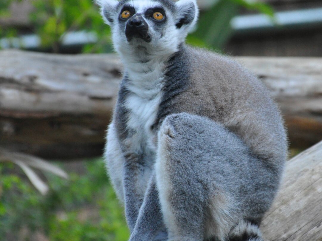 Bioparco Di Sicilia景点图片