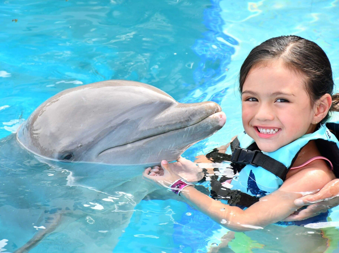 Dolphin Discovery Playa Del Carmen景点图片