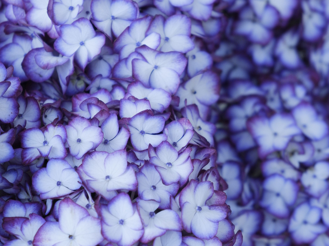 Hydrangeas Village Katahara Onsen-蒲郡港必去景点
