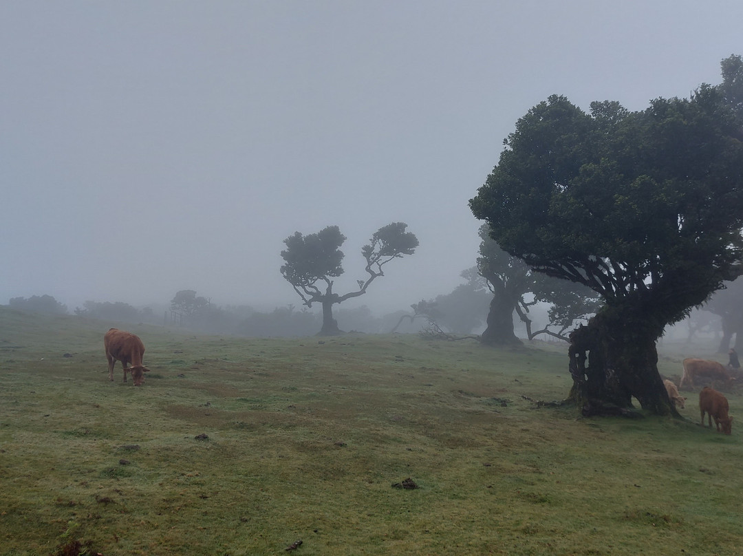 Green Devil Safari-沙尔必去景点