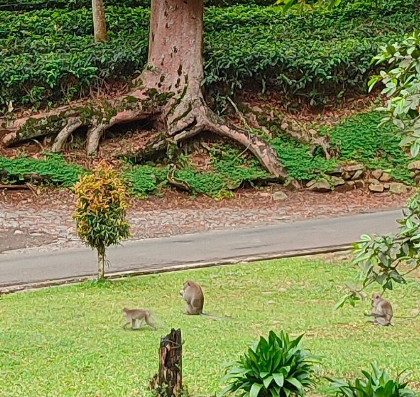Gunung Mas Tea Gardens-Cisarua必去景点
