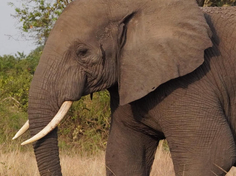 Explore Uganda With Kim