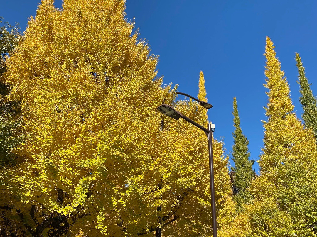 Jingu Gaien Ginkgo Tree-lined Street-港区必去景点