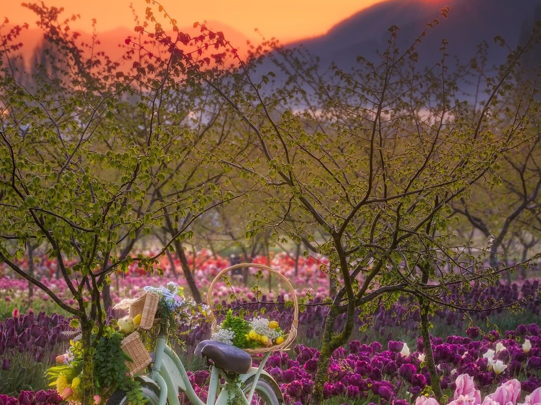 Tulip Valley Farms景点图片