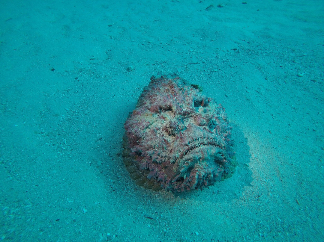 Seaworld Diving Center-马萨阿拉姆必去景点