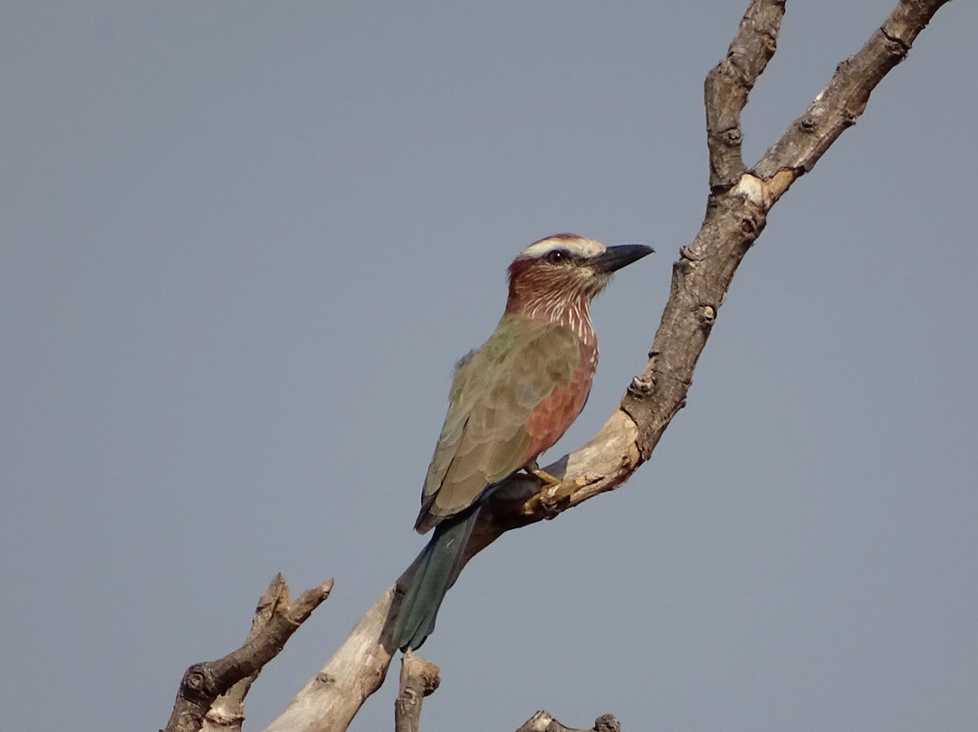 Gambia Birding Tours景点图片