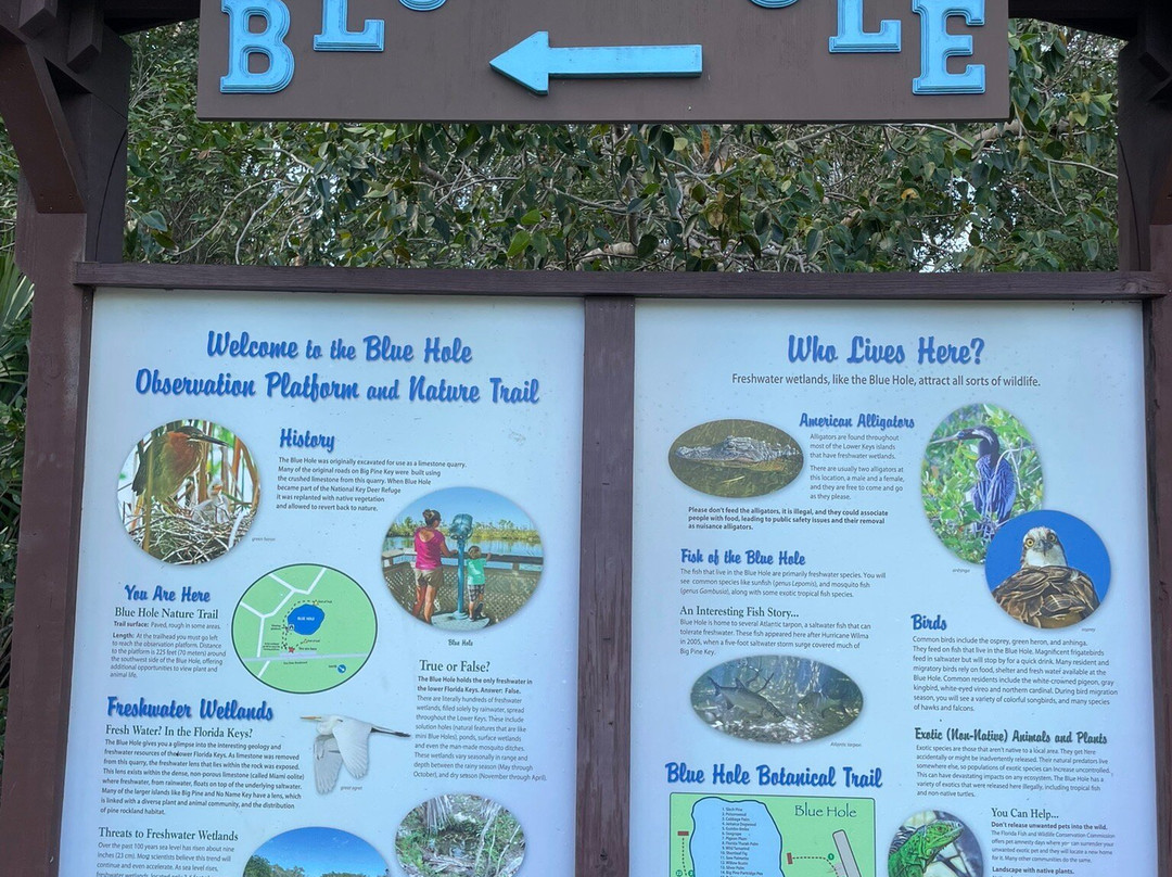 Blue Hole-Big Pine Key必去景点