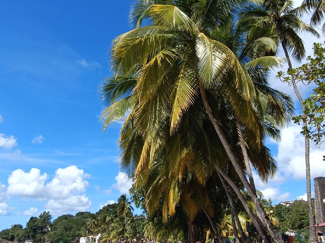 Anse Figuier-Riviere-Pilote必去景点