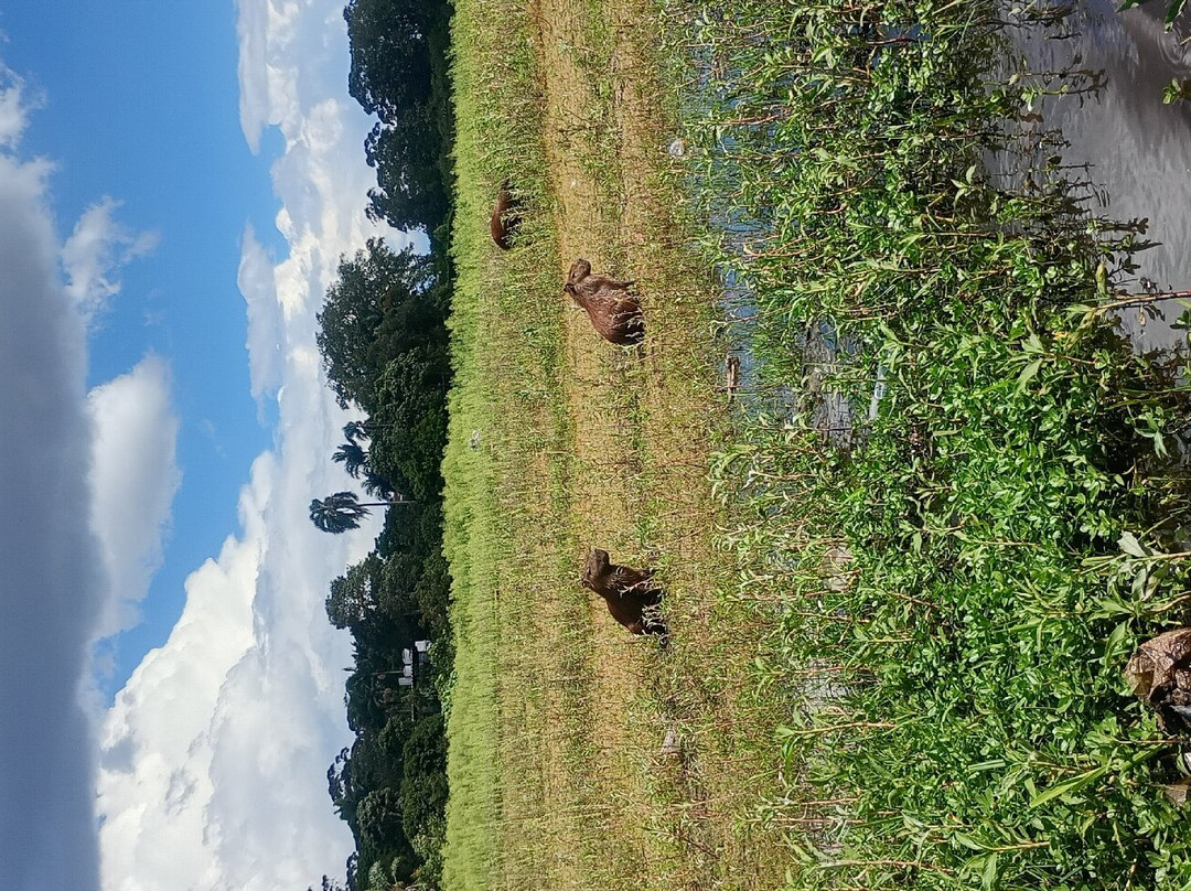 Barragem de Guarapiranga-圣保罗必去景点