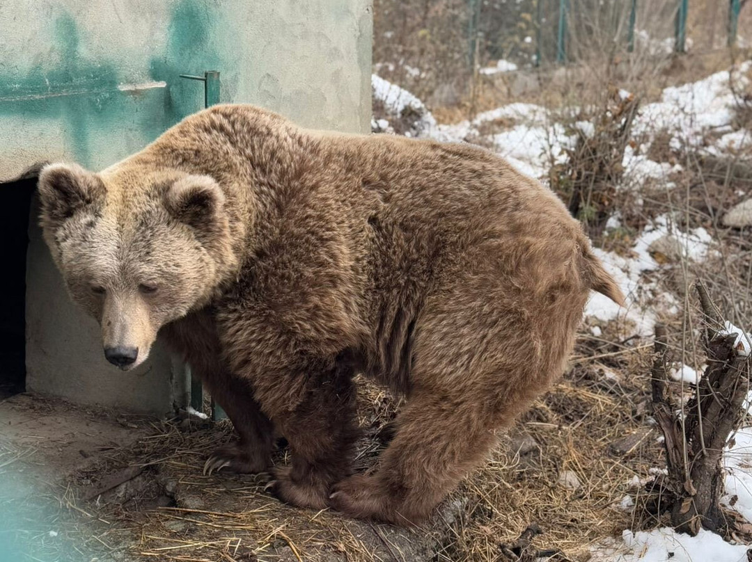 Dachigam Wildlife Sanctuary-斯利那加必去景点