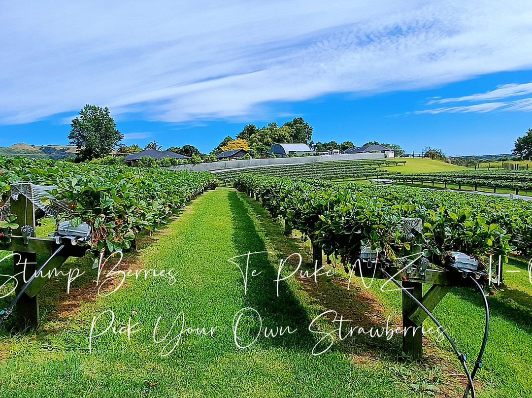 Black Stump Berries景点图片