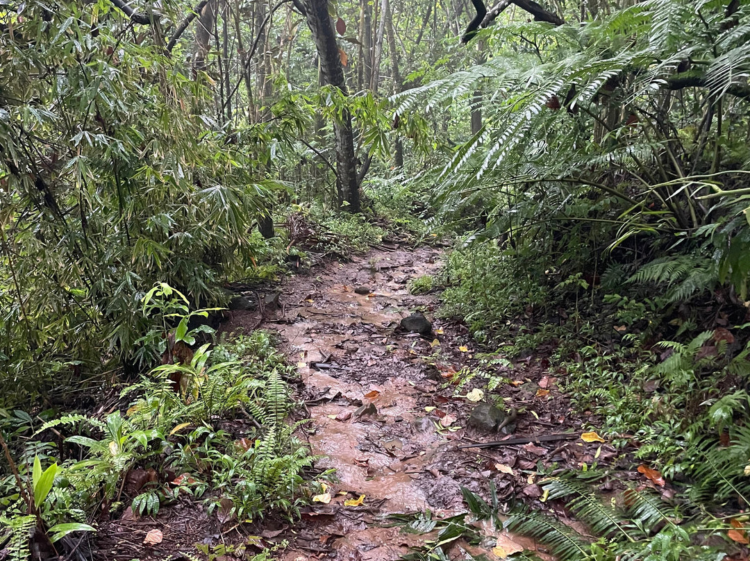 Afareaitu Waterfalls-Afareaitu必去景点