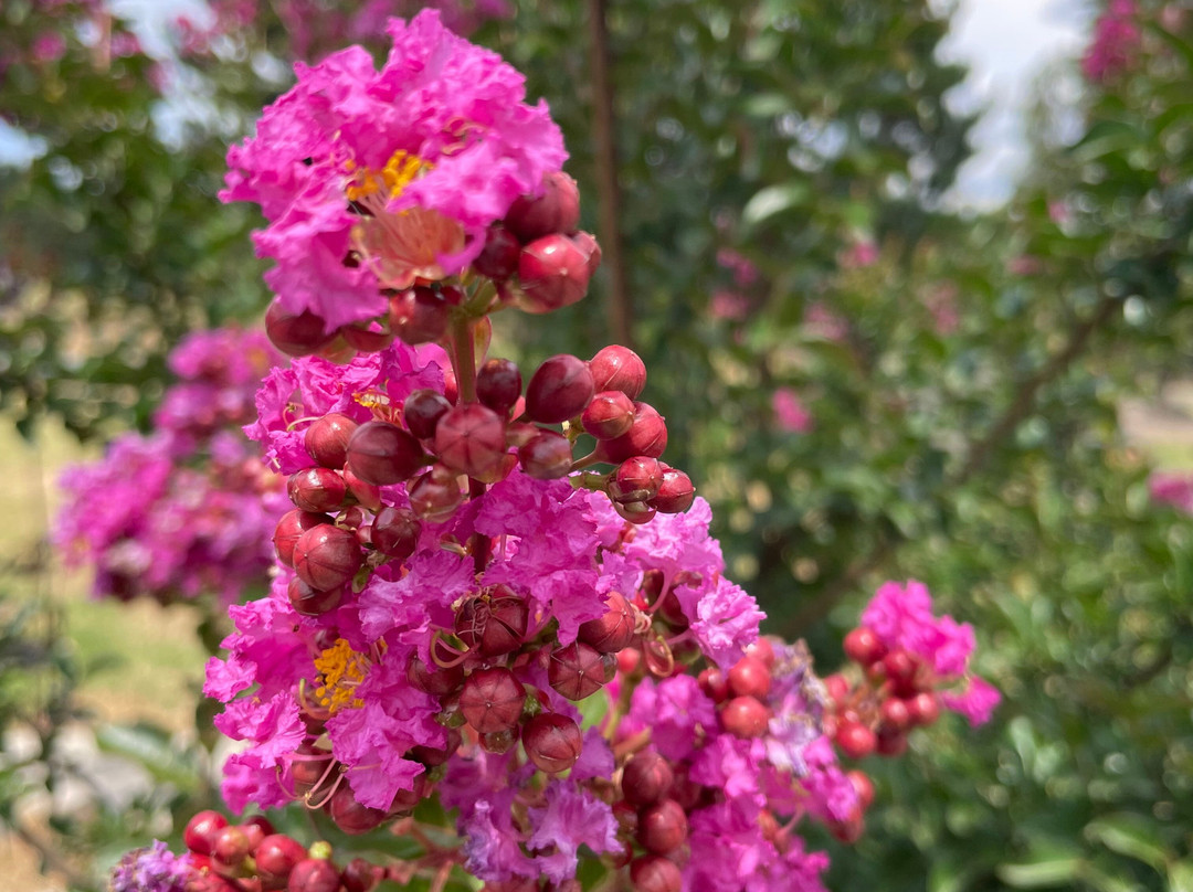 Hazelwood Cemetery-摩威必去景点