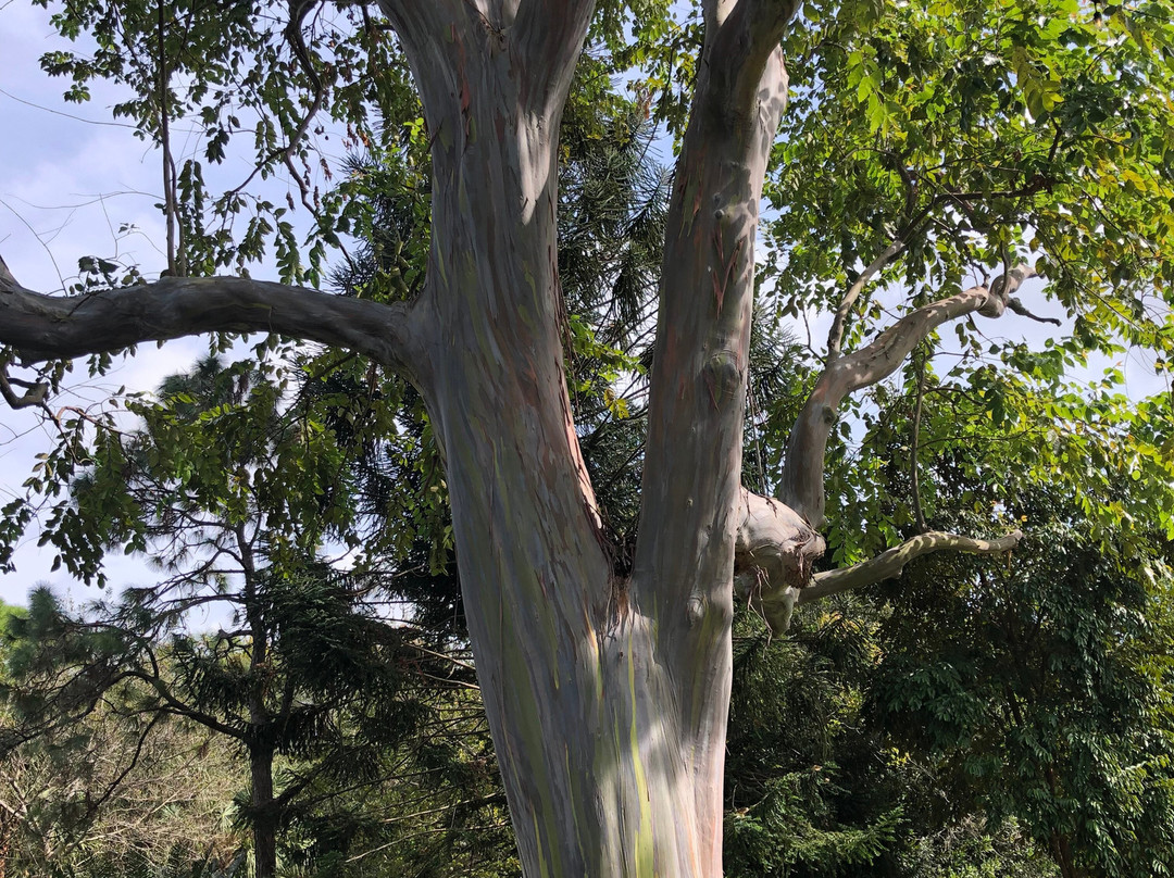 Deerfield Beach Arboretum景点图片