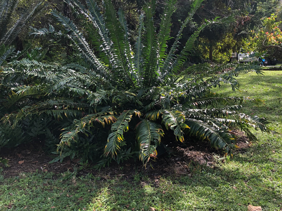 Deerfield Beach Arboretum景点图片