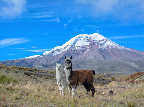 Cuenca Bestours-昆卡必去景点