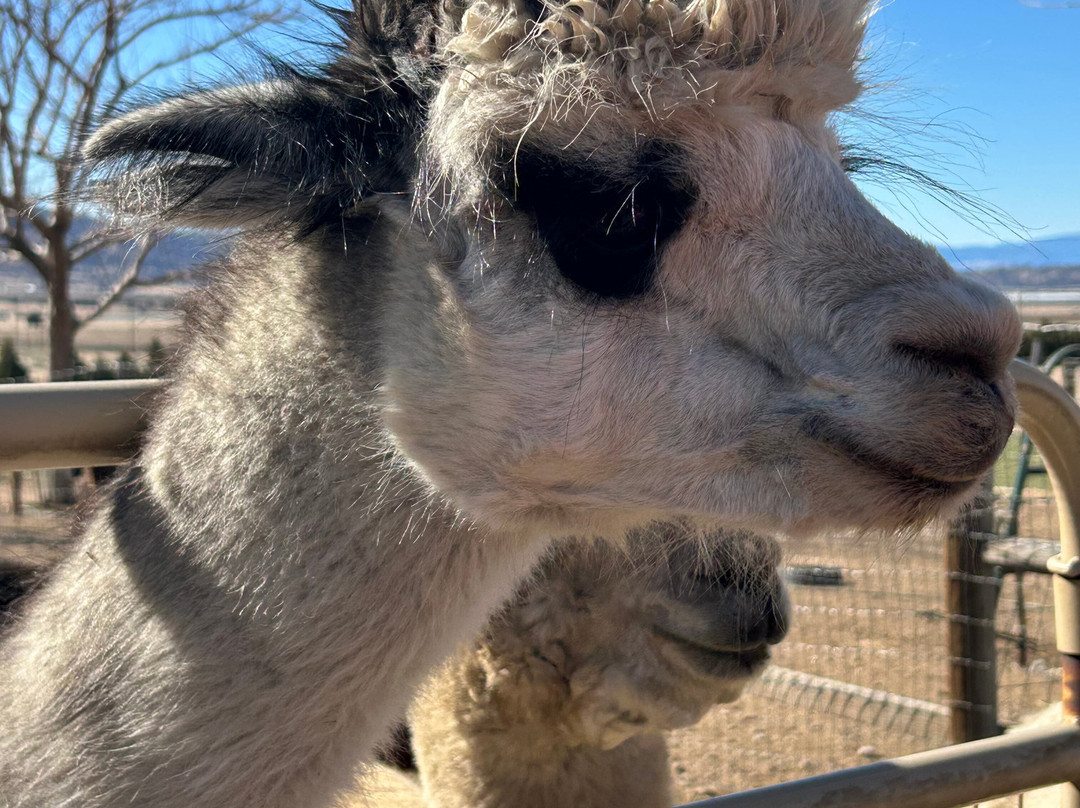 Adorable Alpacas-特哈查比必去景点