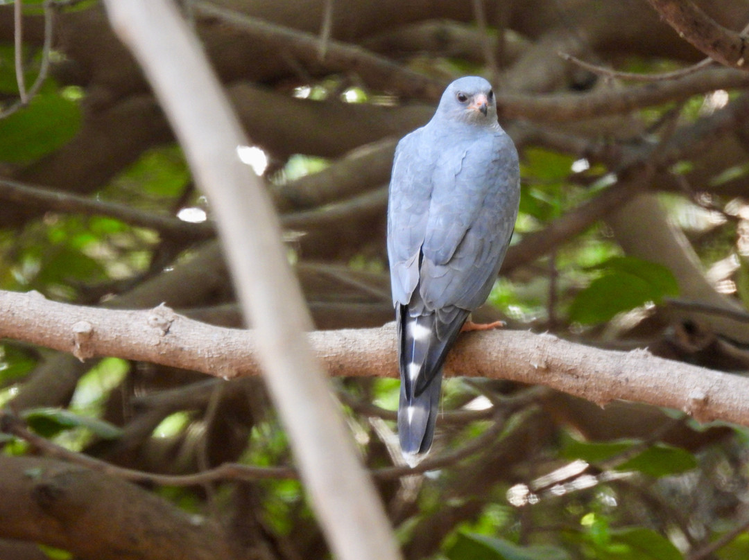 Bird Watching Tours Gambia景点图片