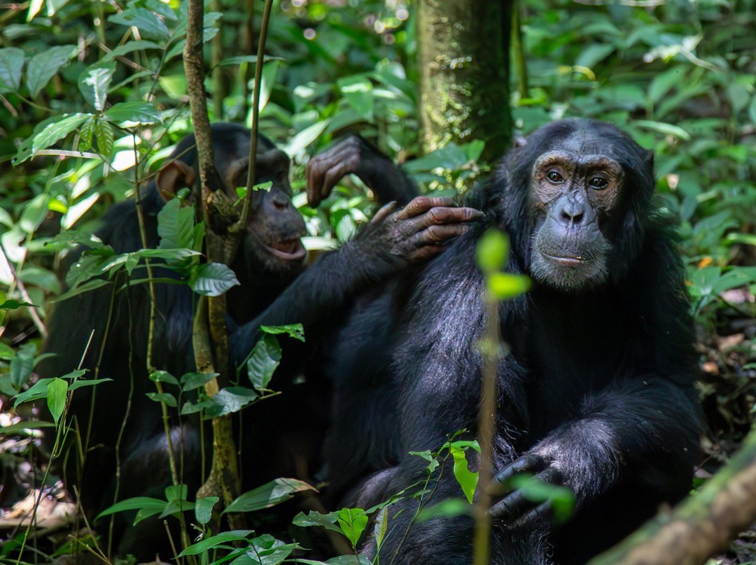 Kori Safaris-Kisoro必去景点
