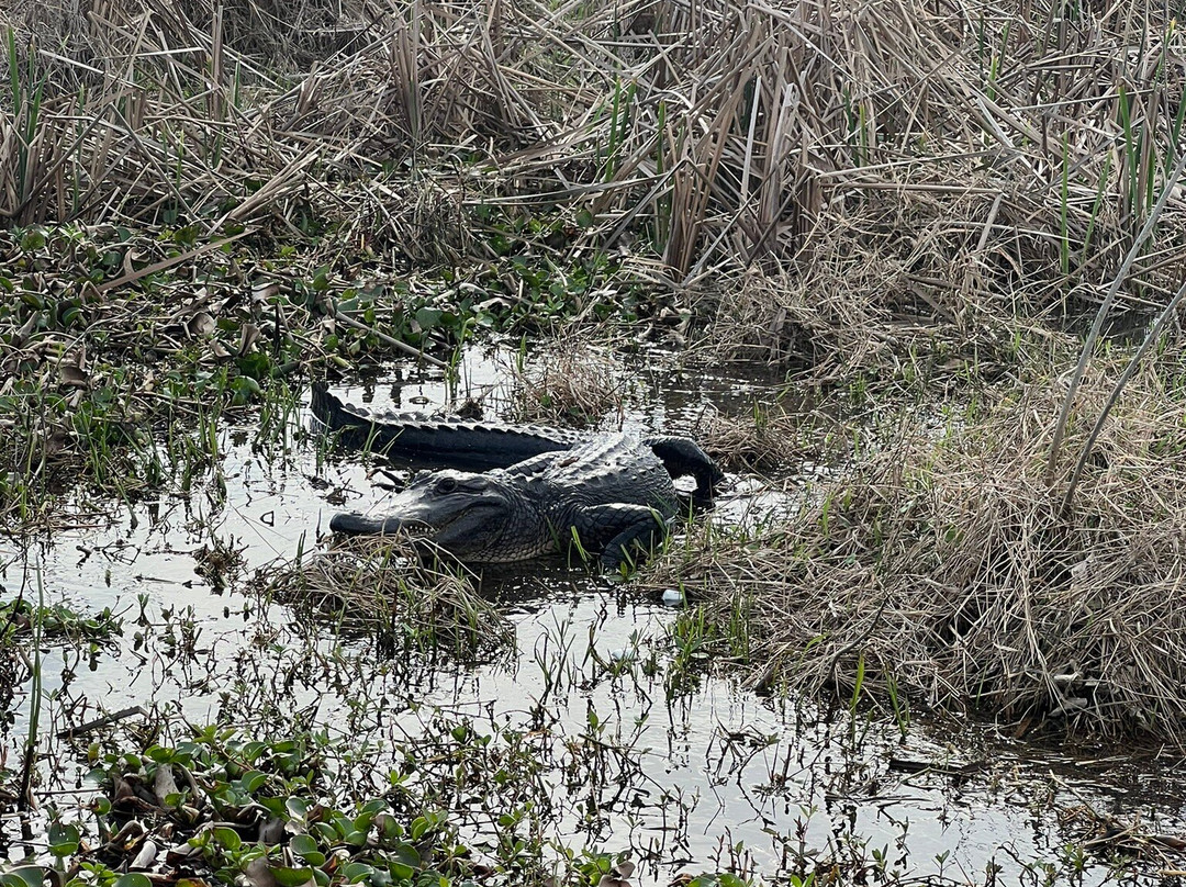 Ultimate Swamp Adventures景点图片