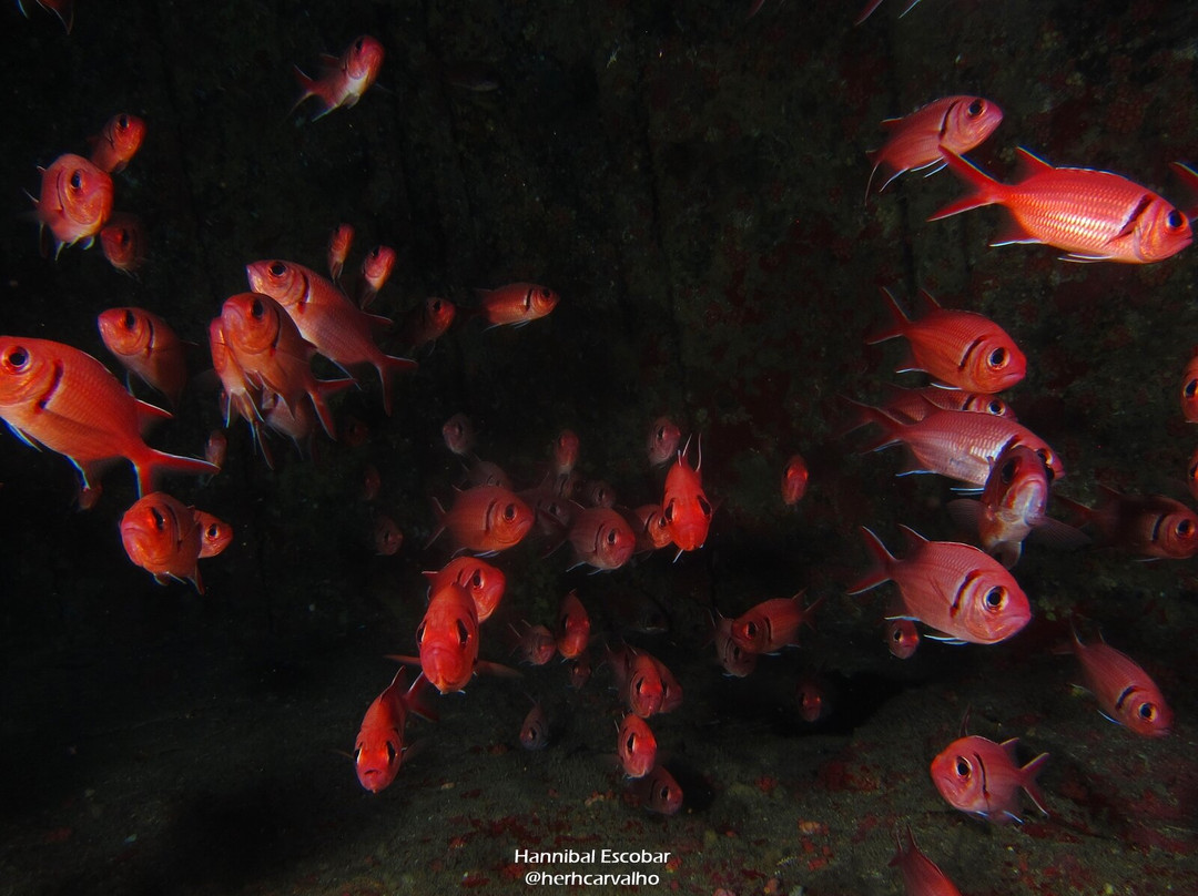 Aicádiving - Centro De Mergulho - Recife-累西腓必去景点