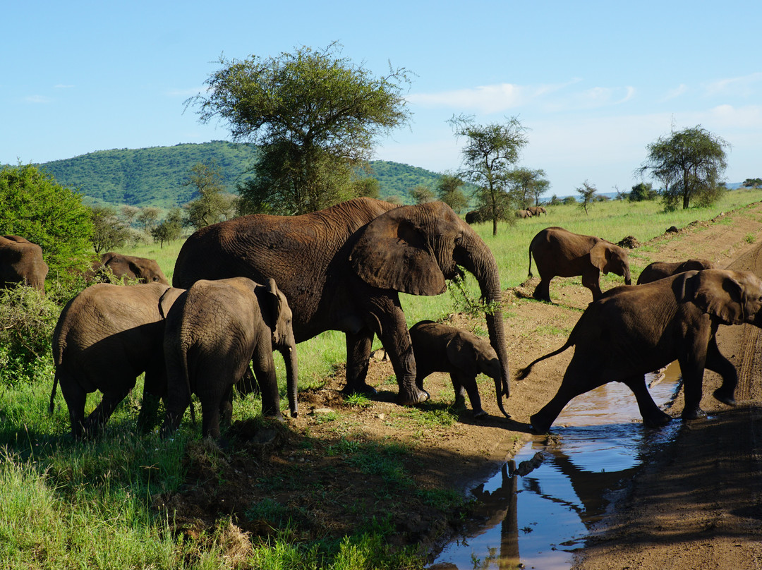 Wild Root Safaris and Adventures-阿鲁沙必去景点