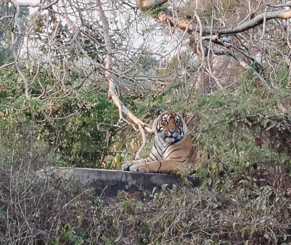 Ranthambore Jungle Safari-Ranthambhore Fort必去景点