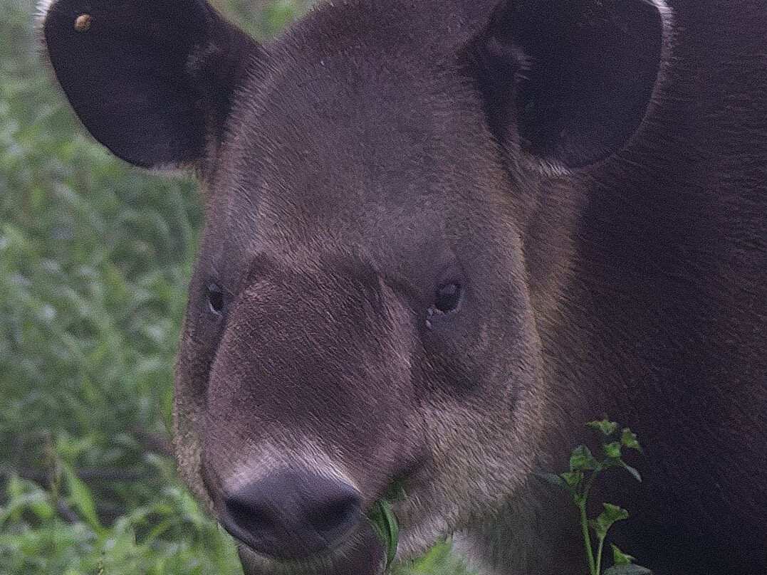 Tapir Valley Nature Reserve景点图片