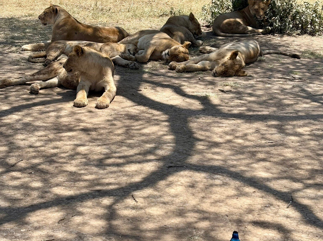 Wild Authentic Tanzania景点图片